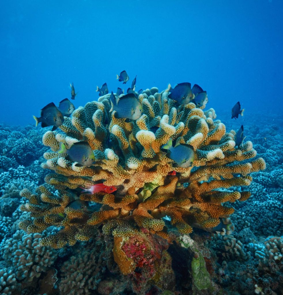 Bora Bora是火山岛。它有Otemanu山。它被Motus和Coral Reefs所包围